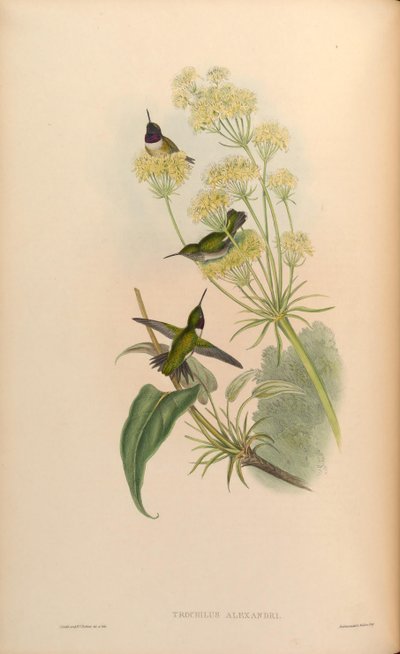 Trochilus alexandri = Archilochus alexandri by John Gould